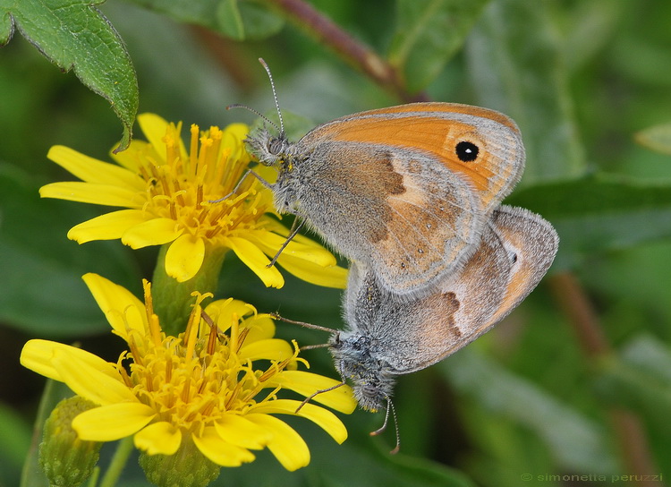 Lepidoptera del Chianti